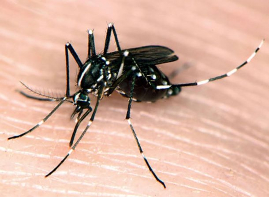 Δείτε αυτό το βίντεο και μάθετε τα πάντα για τα κουνούπια
