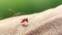 Πώς να προφυλαχτείτε από τα κουνούπια και τις ασθένειες που μεταδίδουν